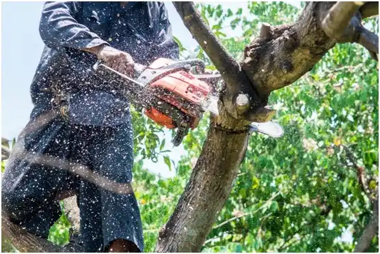 tree services Dillwyn